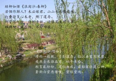 春柳1.jpg