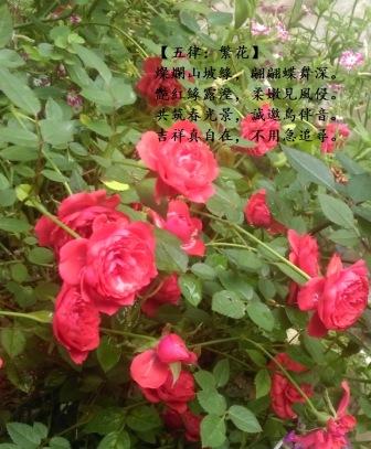 繁花1.jpg