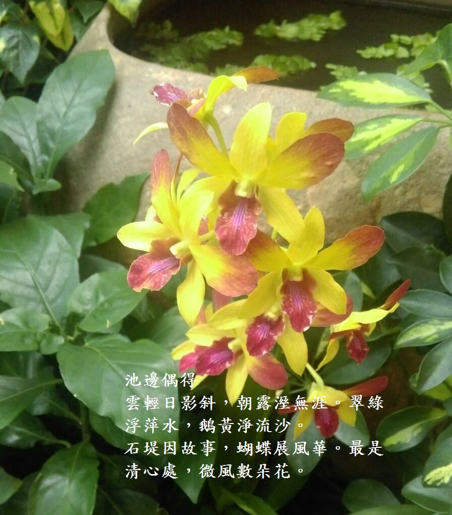 池邊.jpg