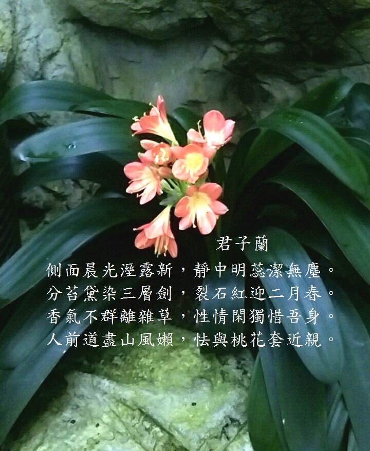 君子蘭.jpg