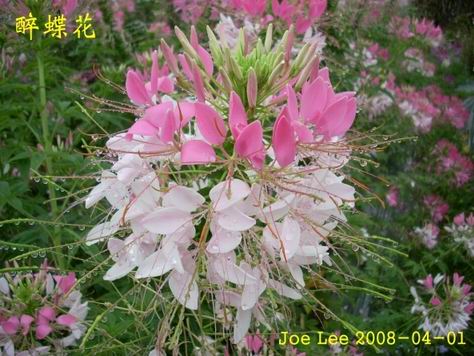 醉蝶花1.jpg