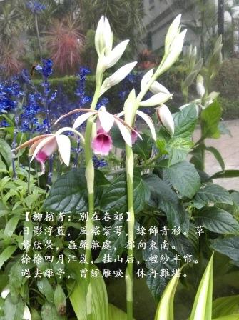 雙枝1.jpg