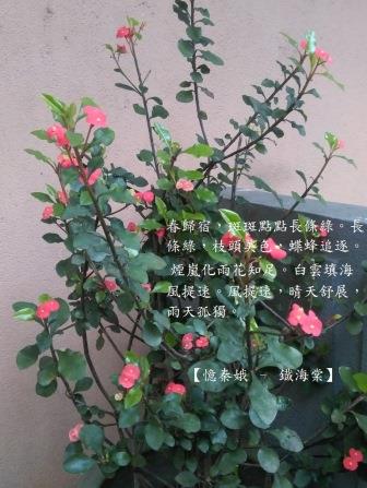 鐡海棠1.jpg