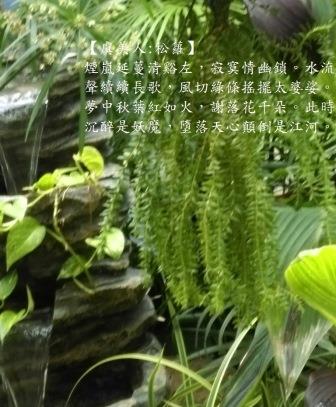 松蘿1.jpg