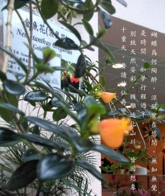 金魚花.jpg