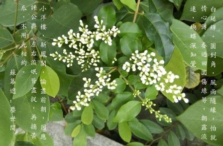 塵世.jpg