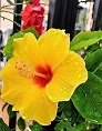 大黃花.jpg