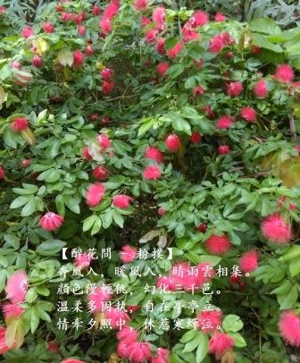 粉撲0.jpg