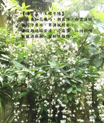 玉蝶冬陽1.jpg