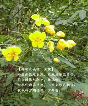 黃槐1.jpg