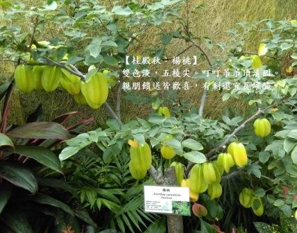 溫室楊桃1.jpg