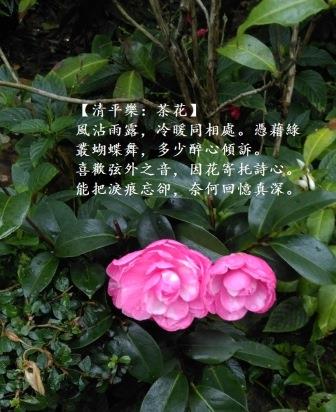 並蒂1.jpg