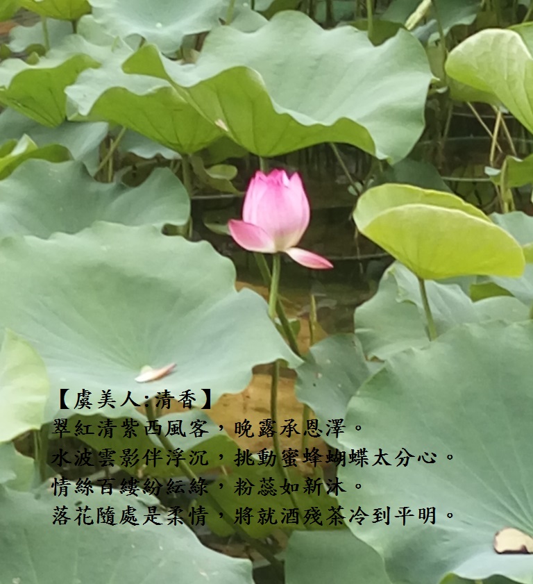 清香.jpg