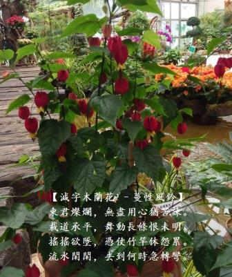 蔓性風鈴1.jpg