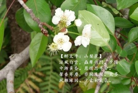 山梨花1.jpg