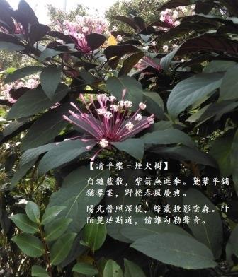 煙火樹1.jpg