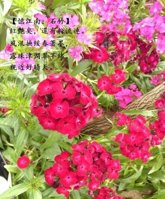 石竹1.jpg