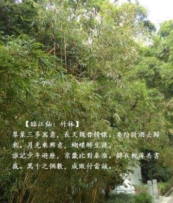 竹林1.jpg