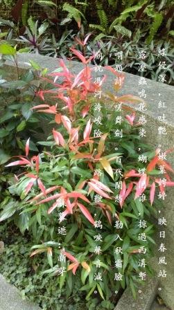 新芽1.jpg