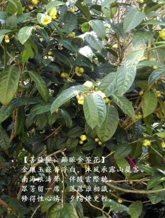 顯脈金茶花0.jpg