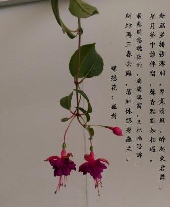 孤對0.jpg