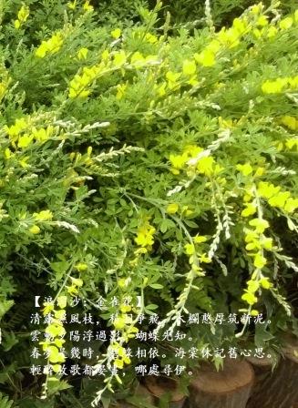 金雀花1.jpg