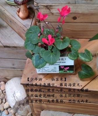 仙客來1.jpg