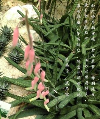 鯊魚掌0.jpg