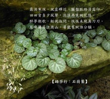 金絲吊芙蓉1.jpg