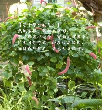 狗尾紅1.jpg