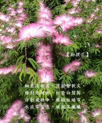 粉撲花光1.jpg
