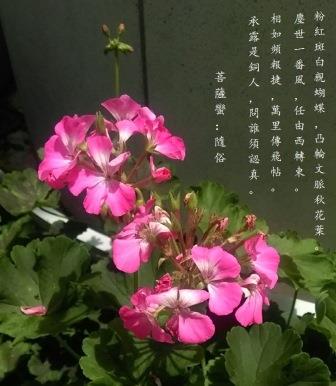 隨俗1.jpg