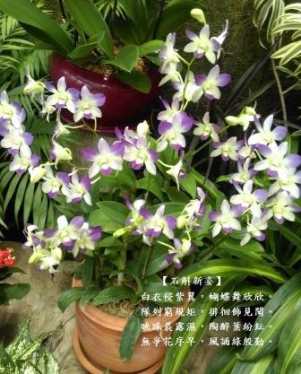 石斛1.jpg