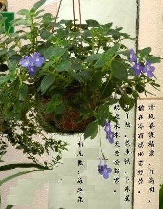 海豚花1.jpg