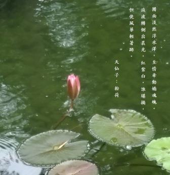 粉荷1.jpg