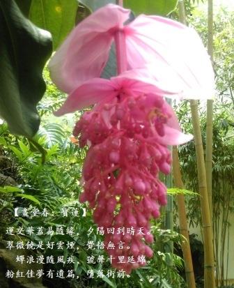 寳蓮1.jpg