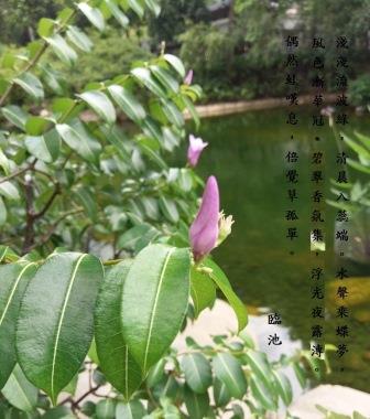 臨池0.jpg
