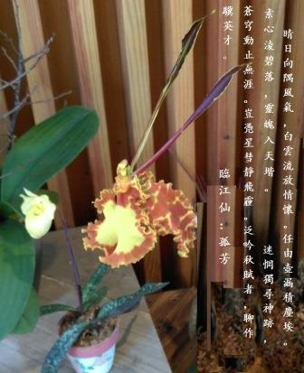 孤芳1.jpg