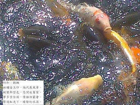 錦鯉1.jpg