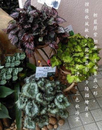 三色秋海棠0.jpg