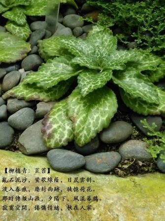 報春苣苔0.jpg