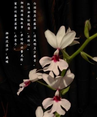 飛蝶.jpg