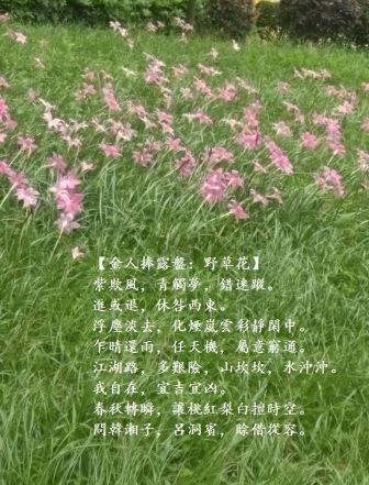 野草花0.jpg