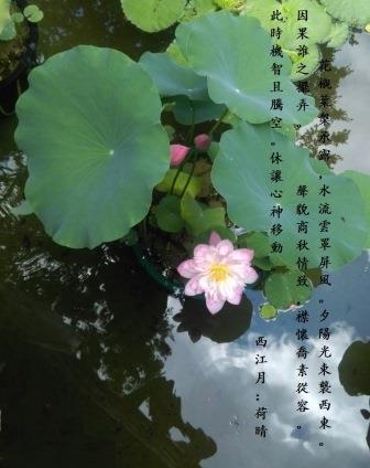 荷開0.jpg