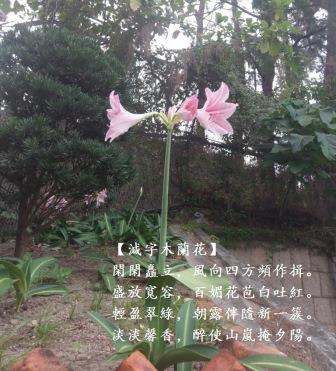 蘭花1.jpg
