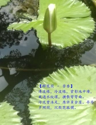 苦香0.jpg