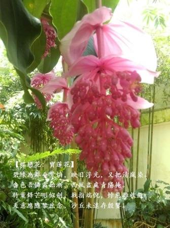 寳蓮0.jpg