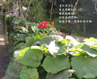 西蕃蓮1a.jpg