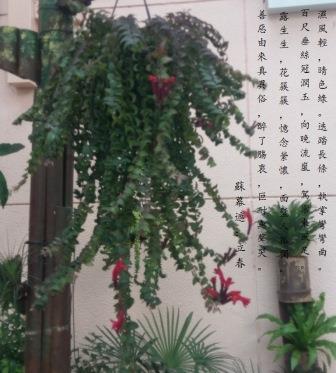 花a.jpg