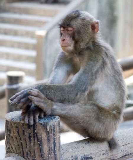 monkey.jpg